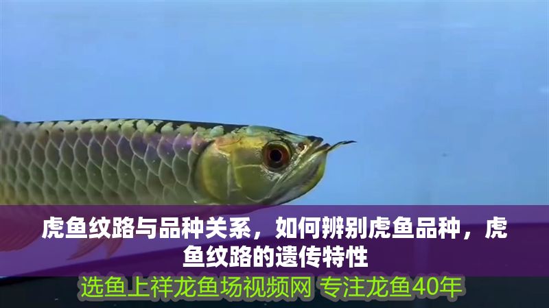 虎魚紋路與品種關系，如何辨別虎魚品種，虎魚紋路的遺傳特性