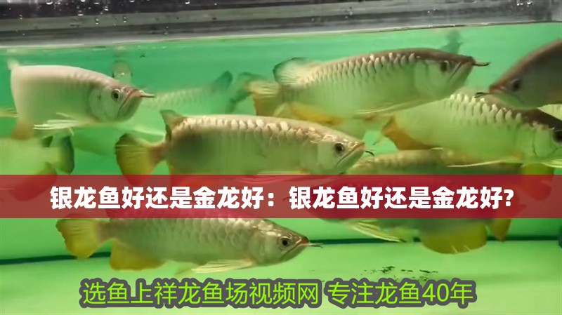 銀龍魚好還是金龍好：銀龍魚好還是金龍好? 銀龍魚好還是金龍好：銀龍魚好還是金龍好? 水族問答