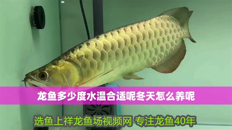 龍魚多少度水溫合適呢冬天怎么養呢