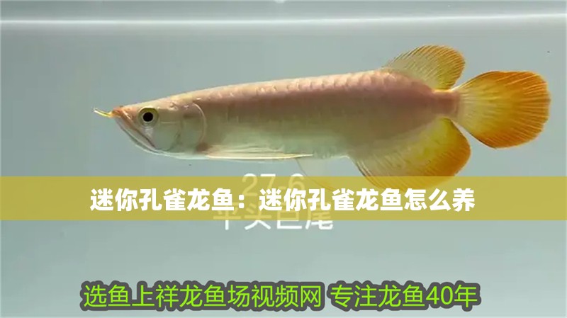 迷你孔雀龍魚：迷你孔雀龍魚怎么養(yǎng) 迷你孔雀龍魚：迷你孔雀龍魚怎么養(yǎng) 水族問答