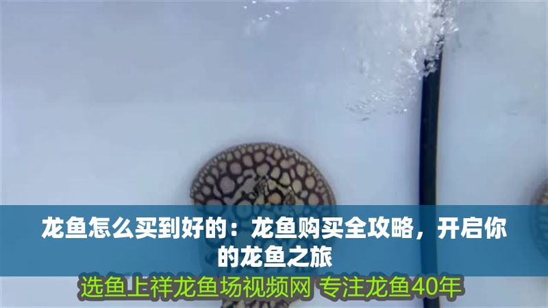 龍魚怎么買到好的：龍魚購買全攻略，開啟你的龍魚之旅