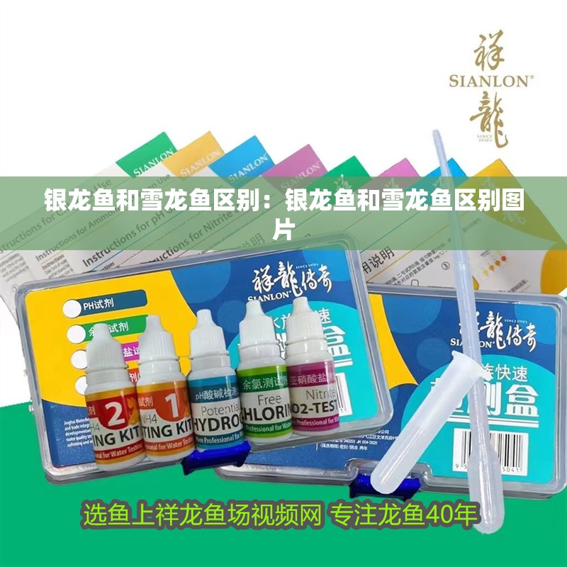 銀龍魚和雪龍魚區別：銀龍魚和雪龍魚區別圖片
