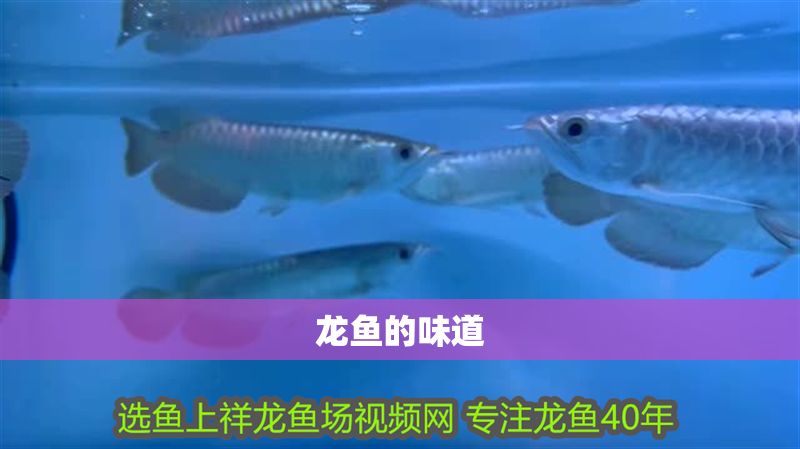 龍魚的味道