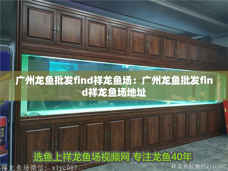 廣州龍魚批發find祥龍魚場：廣州龍魚批發find祥龍魚場地址