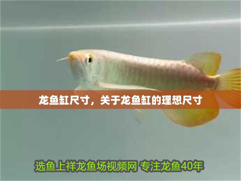 龍魚缸尺寸，關于龍魚缸的理想尺寸
