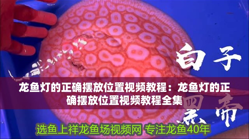 龍魚燈的正確擺放位置視頻教程：龍魚燈的正確擺放位置視頻教程全集
