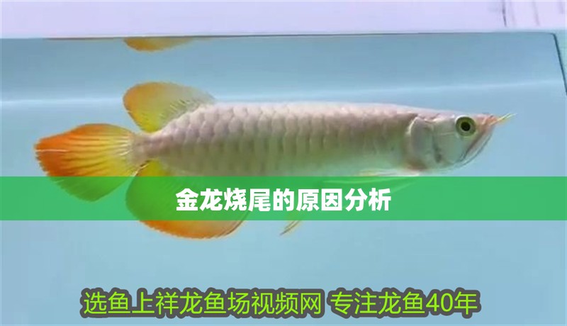 金龍燒尾的原因分析