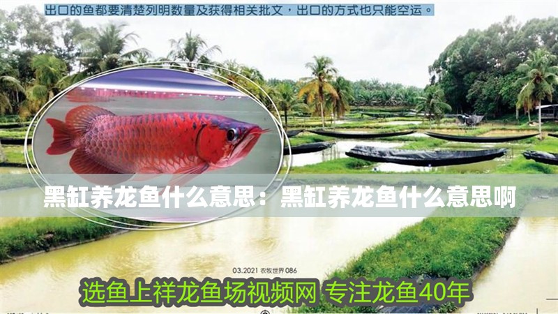 黑缸養龍魚什么意思：黑缸養龍魚什么意思啊