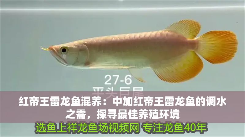 紅帝王雷龍魚混養：中加紅帝王雷龍魚的調水之需，探尋最佳養殖環境