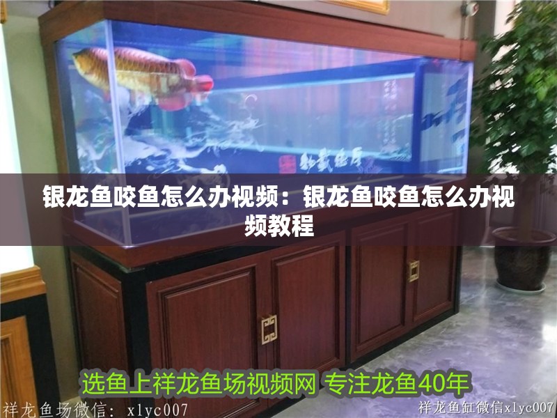 銀龍魚咬魚怎么辦視頻：銀龍魚咬魚怎么辦視頻教程
