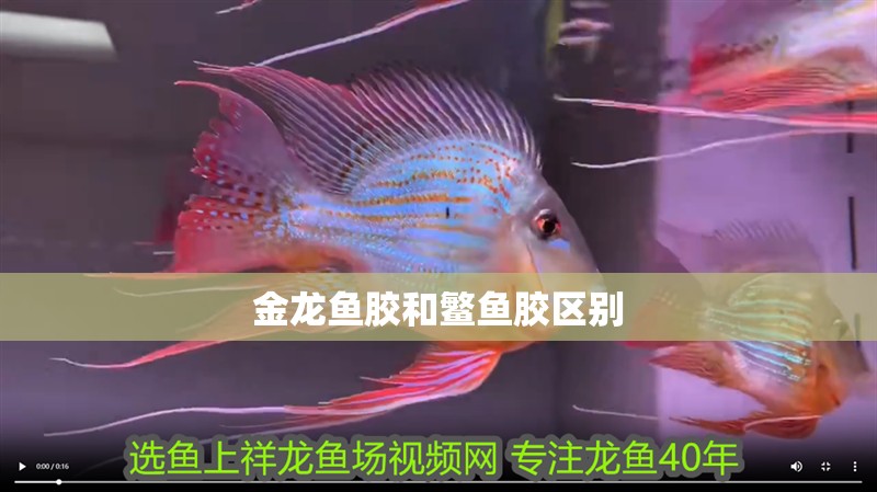 金龍魚膠和鳘魚膠區別