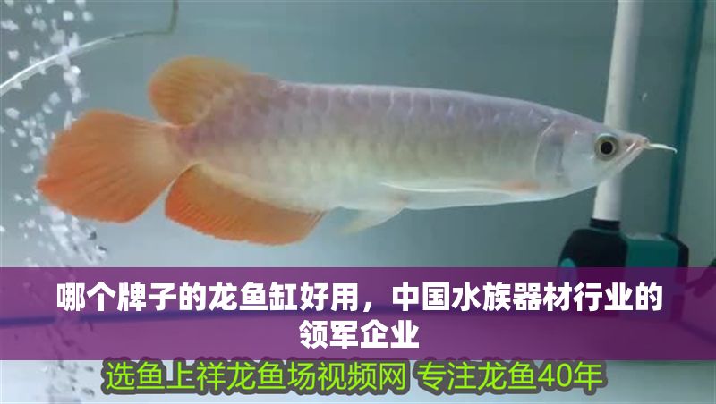 哪個牌子的龍魚缸好用，中國水族器材行業的領軍企業