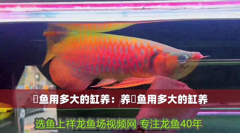 魟魚(yú)用多大的缸養(yǎng)：養(yǎng)魟魚(yú)用多大的缸養(yǎng)