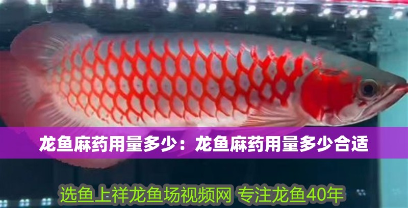 龍魚麻藥用量多少：龍魚麻藥用量多少合適