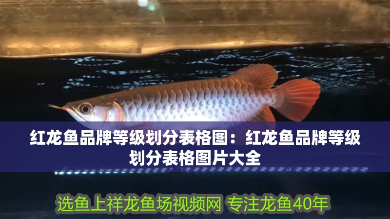 紅龍魚品牌等級劃分表格圖:紅龍魚品牌等級劃分表格圖片大全 水族問答 紅龍魚品牌等級劃分表格圖:紅龍魚品牌等級劃分表格圖片大全 紅龍魚品牌等級劃分表格圖:紅龍魚品牌等級劃分表格圖片大全 水族問答