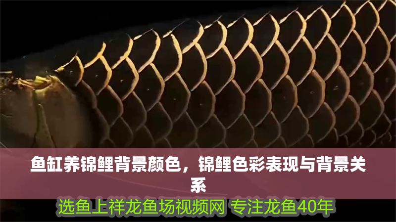 魚缸養(yǎng)錦鯉背景顏色，錦鯉色彩表現(xiàn)與背景關(guān)系