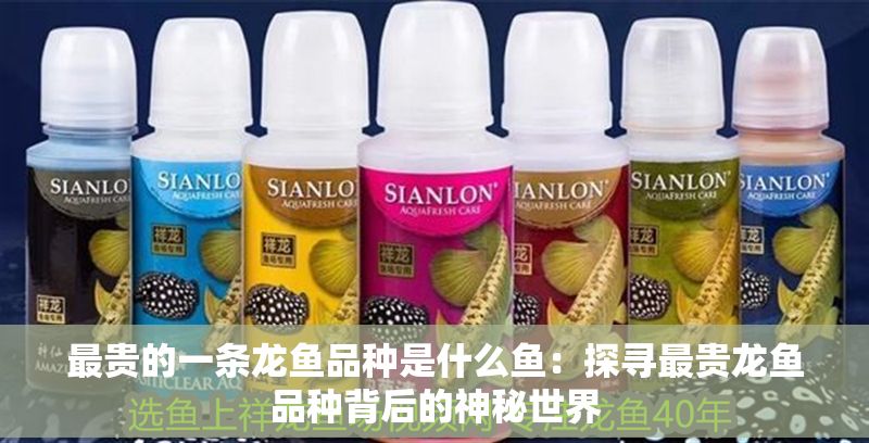 最貴的一條龍魚品種是什么魚：探尋最貴龍魚品種背后的神秘世界