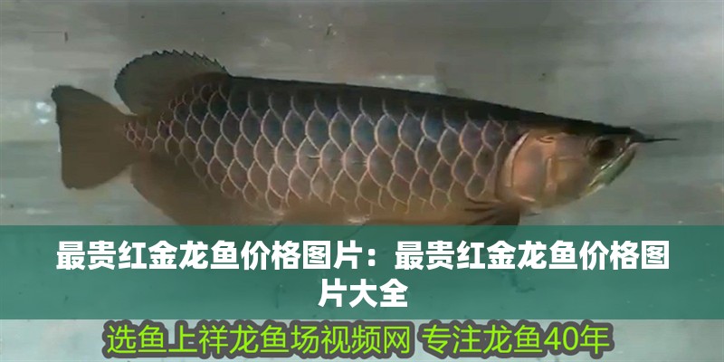最貴紅金龍魚價格圖片：最貴紅金龍魚價格圖片大全