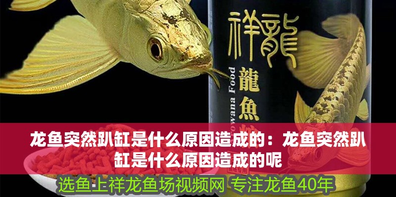 龍魚突然趴缸是什么原因造成的：龍魚突然趴缸是什么原因造成的呢