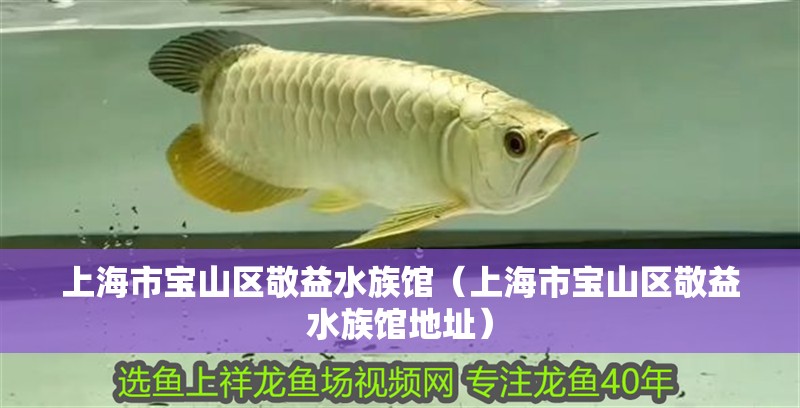 上海市寶山區敬益水族館（上海市寶山區敬益水族館地址）