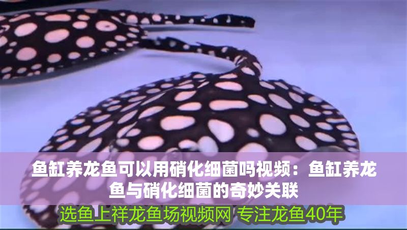 魚缸養龍魚可以用硝化細菌嗎視頻：魚缸養龍魚與硝化細菌的奇妙關聯