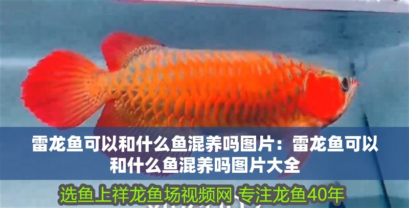 雷龍魚可以和什么魚混養嗎圖片：雷龍魚可以和什么魚混養嗎圖片大全 雷龍魚可以和什么魚混養嗎圖片：雷龍魚可以和什么魚混養嗎圖片大全 水族問答