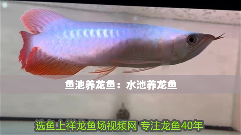 魚池養龍魚:水池養龍魚 水族問答 魚池養龍魚:水池養龍魚 魚池養龍魚:水池養龍魚 水族問答