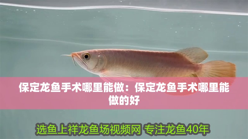 <strong><mark>保定</mark></strong>龍魚手術哪里能做：<strong><mark>保定</mark></strong>龍魚手術哪里能做的好
