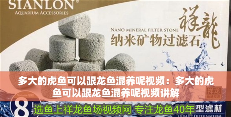 多大的虎魚可以跟龍魚混養(yǎng)呢視頻：多大的虎魚可以跟龍魚混養(yǎng)呢視頻講解