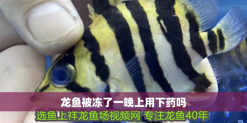 龍魚被凍了一晚上用下藥嗎