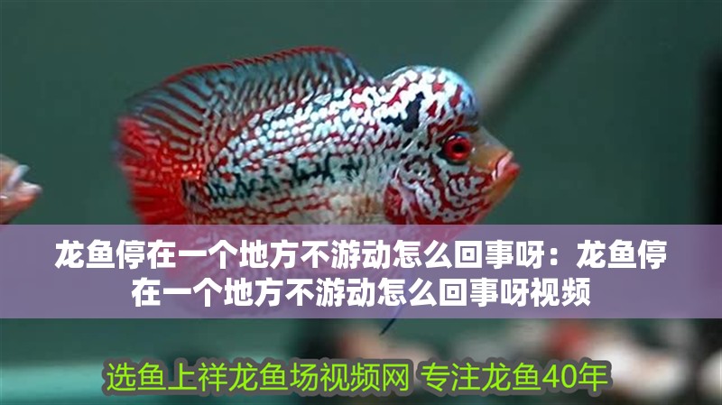 龍魚停在一個地方不游動怎么回事呀：龍魚停在一個地方不游動怎么回事呀視頻 龍魚停在一個地方不游動怎么回事呀：龍魚停在一個地方不游動怎么回事呀視頻 水族問答