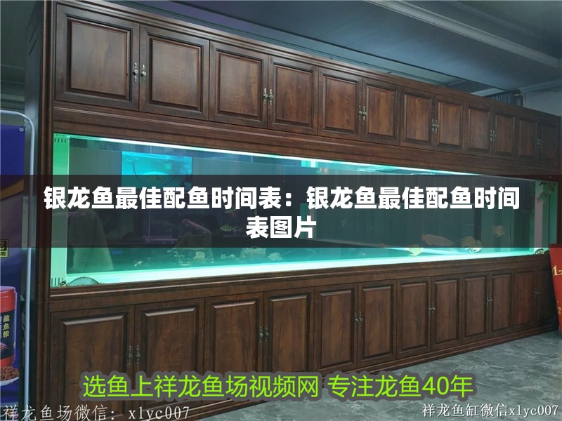 銀龍魚最佳配魚時間表：銀龍魚最佳配魚時間表圖片