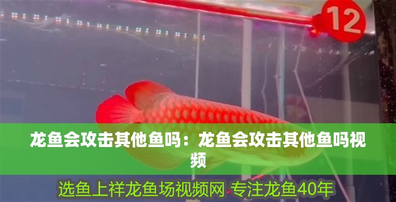 龍魚會攻擊其他魚嗎：龍魚會攻擊其他魚嗎視頻