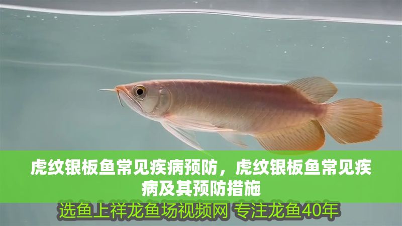 虎紋銀板魚常見疾病預防，虎紋銀板魚常見疾病及其預防措施
