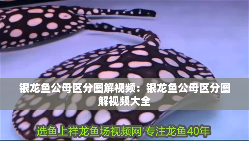 銀龍魚公母區(qū)分圖解視頻：銀龍魚公母區(qū)分圖解視頻大全