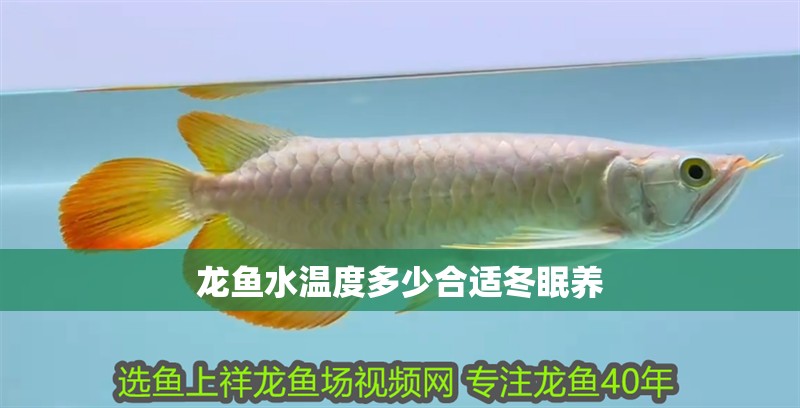 龍魚水溫度多少合適冬眠養(yǎng)