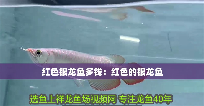 紅色銀龍魚多錢：紅色的銀龍魚