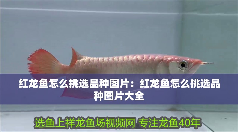 紅龍魚怎么挑選品種圖片：紅龍魚怎么挑選品種圖片大全