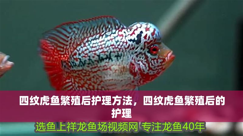 四紋虎魚繁殖后護理方法，四紋虎魚繁殖后的護理 四紋虎魚繁殖后護理方法，四紋虎魚繁殖后的護理 虎魚百科 第1張
