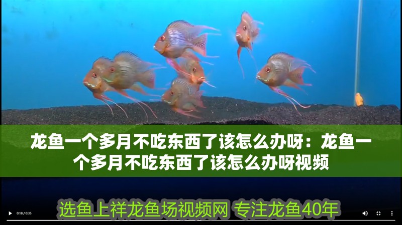 龍魚一個多月不吃東西了該怎么辦呀：龍魚一個多月不吃東西了該怎么辦呀視頻 龍魚一個多月不吃東西了該怎么辦呀：龍魚一個多月不吃東西了該怎么辦呀視頻 水族問答