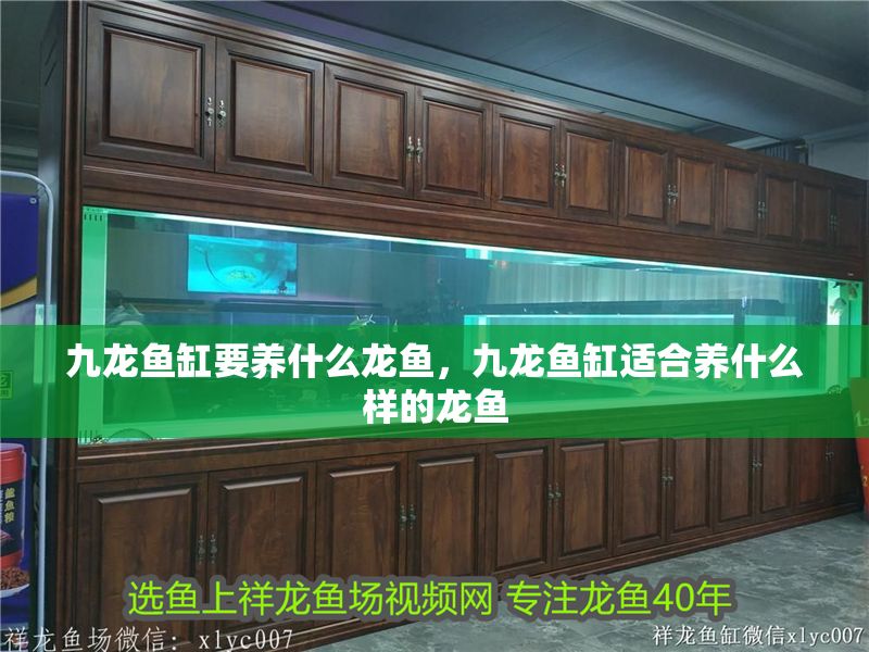 九龍魚(yú)缸要養(yǎng)什么龍魚(yú)，九龍魚(yú)缸適合養(yǎng)什么樣的龍魚(yú)