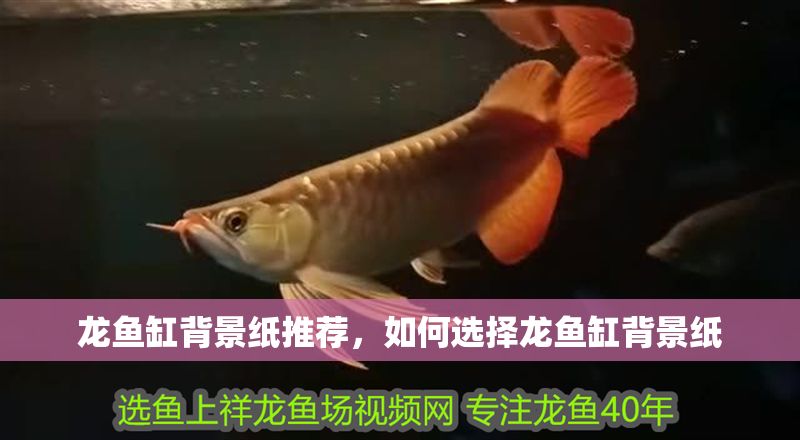 龍魚缸背景紙推薦，如何選擇龍魚缸背景紙