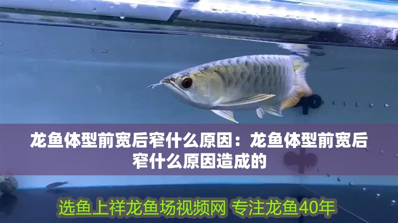 銀龍魚喂飼料可以不(銀龍吃魚飼料嗎)