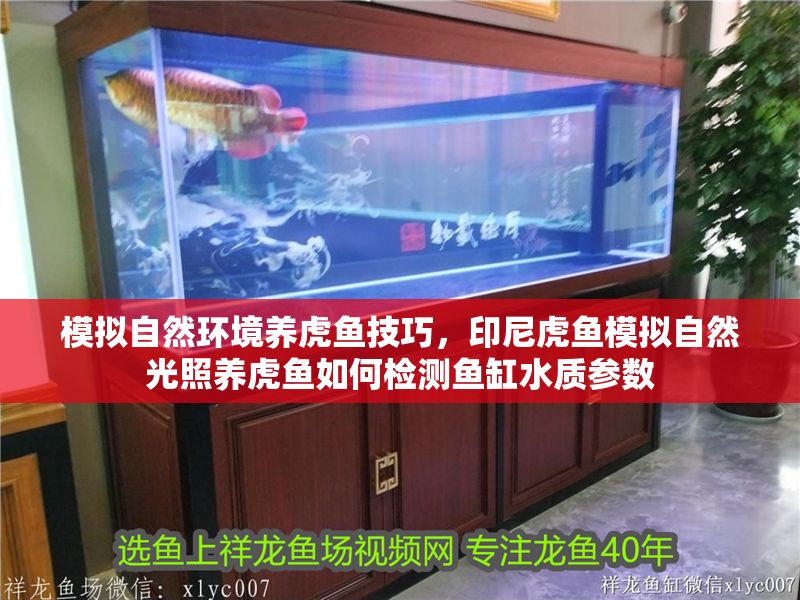 模擬自然環境養虎魚技巧，印尼虎魚模擬自然光照養虎魚如何檢測魚缸水質參數