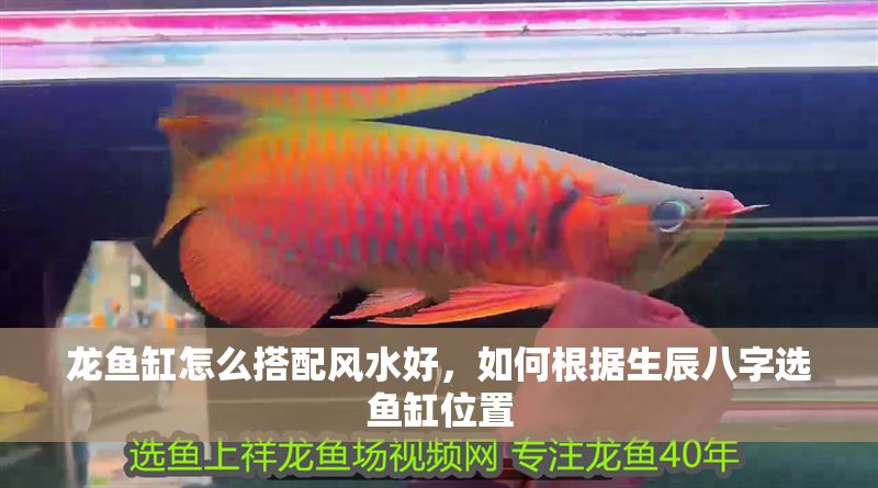 龍魚缸怎么搭配風水好，如何根據生辰八字選魚缸位置