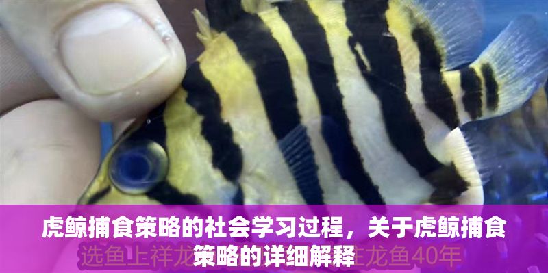 虎鯨捕食策略的社會學習過程，關于虎鯨捕食策略的詳細解釋