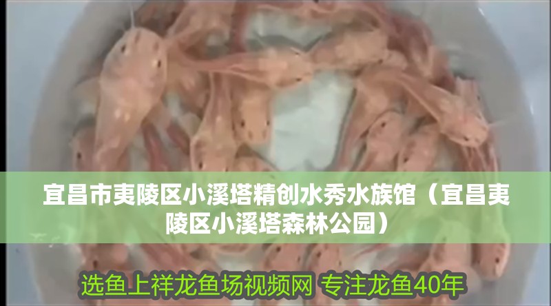 宜昌市夷陵區小溪塔精創水秀水族館（宜昌夷陵區小溪塔森林公園）