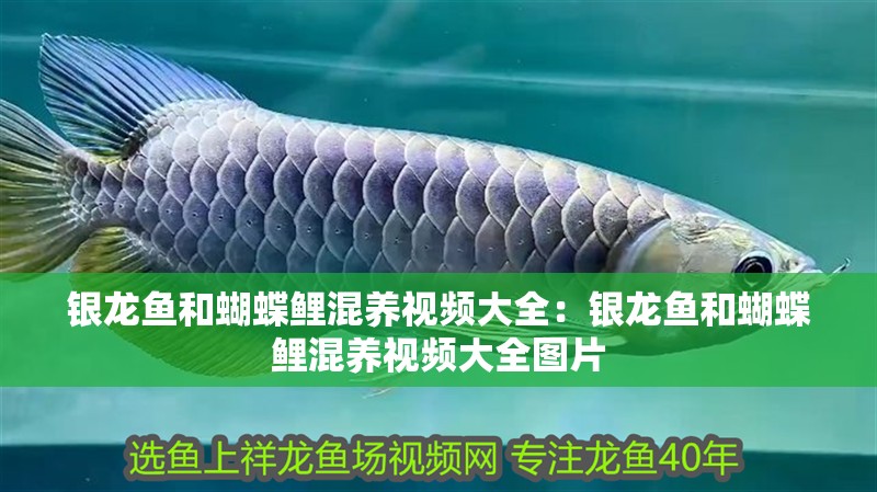 銀龍魚和蝴蝶鯉混養視頻大全：銀龍魚和蝴蝶鯉混養視頻大全圖片