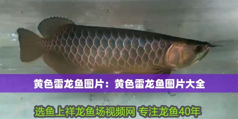 黃色雷龍魚圖片：黃色雷龍魚圖片大全