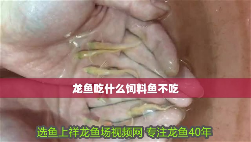 龍魚吃什么飼料魚不吃